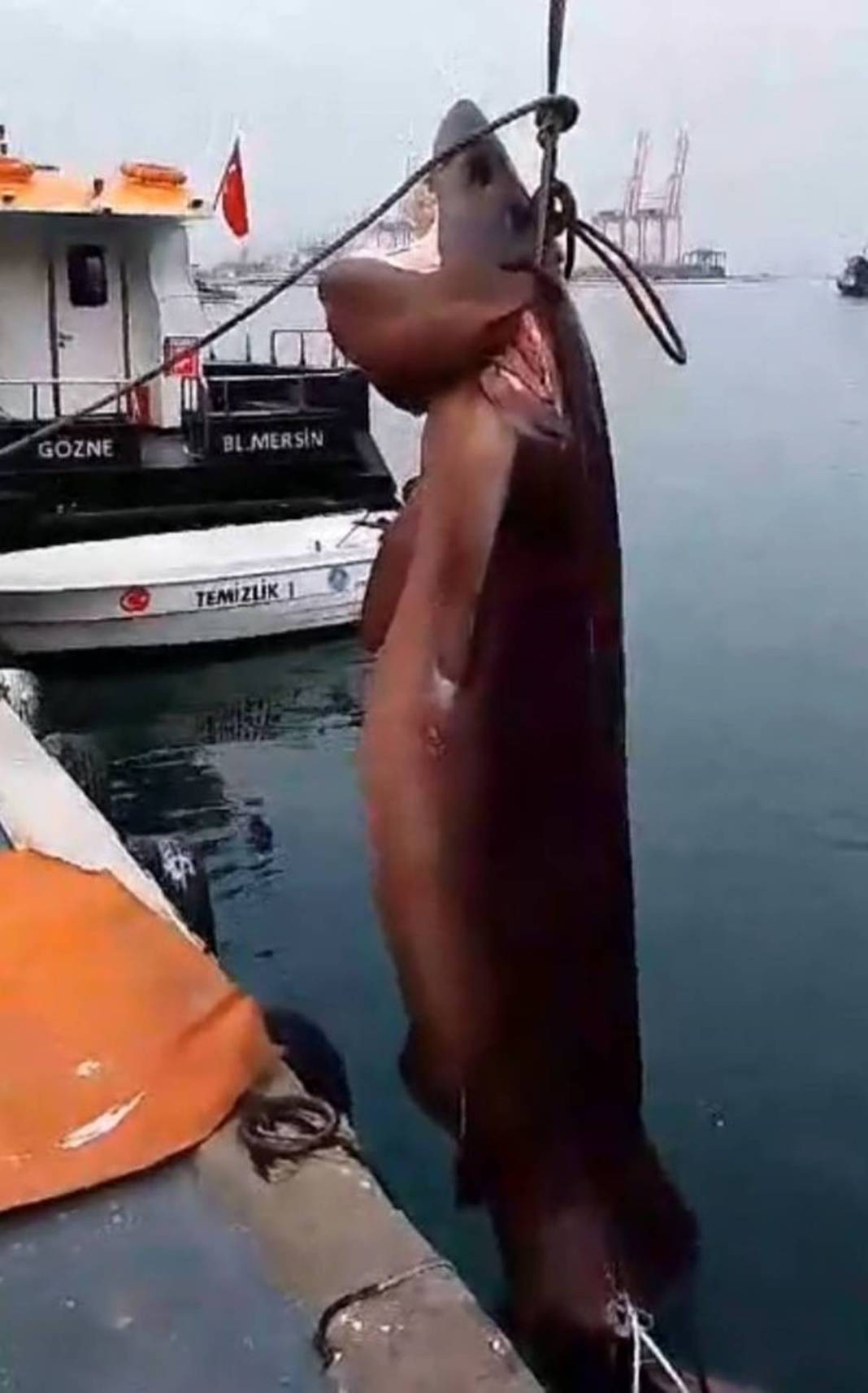 O ilimizde son 20 günde 2 köpekbalığı yakalandı! Deniz kıyısına gidenler dikkat etmeli 25